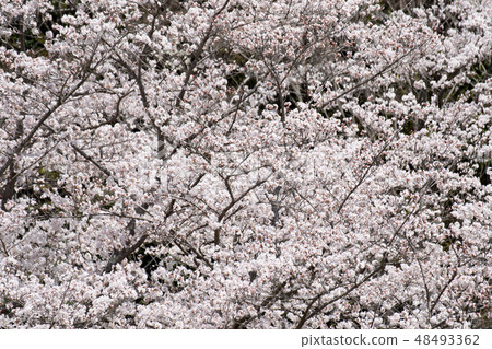 Cherry tree in full bloom  48493362