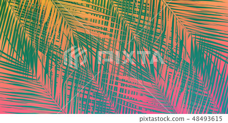 Tropical coconut leaves background Flat lay Top 48493615
