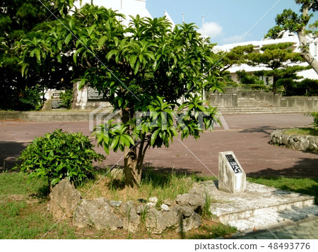 Urumaichi Yonagi branch 48493776