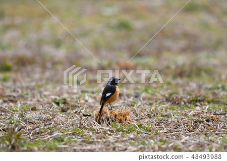 Jawbutaki · February · male · fine weather · cute · perch tree Jawbutaki · February · male · fine weather · cute · perch tree 48493988
