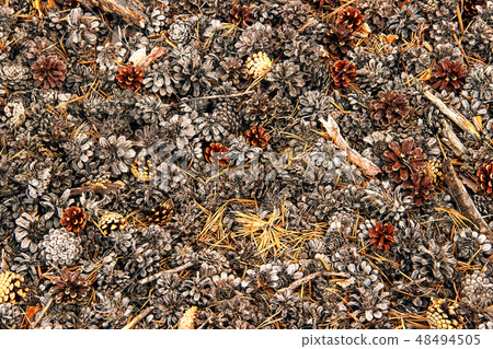 Pine cones lying on the ground Pine cones lying on the ground 48494505