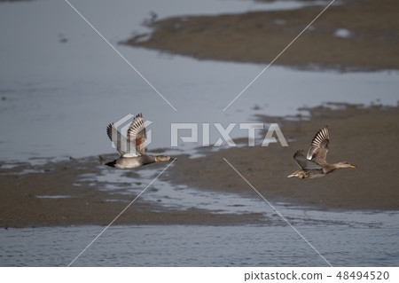 Flying cockatoo 48494520