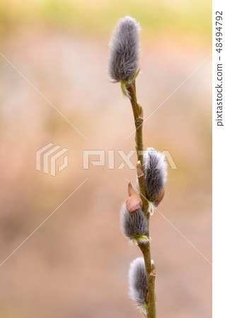 春天的花朵早春 48494792