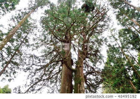 Kobo雪松 Kobo雪松 48495192