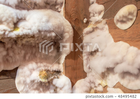 White yellow fluffy mold fungus on wooden White yellow fluffy mold fungus on wooden 48495482
