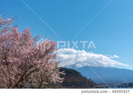 富士山河口湖盛開櫻花春天形象山梨縣 富士山河口湖盛開櫻花春天形象山梨縣 48495837