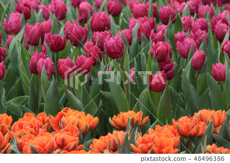 orange and purple tulip field 48496386