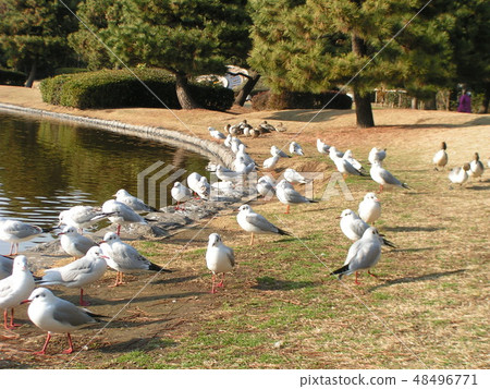 Migratory birds that go up from the pond and bait their baits and Onagadori 48496771