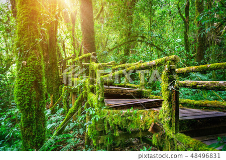 Ang ka nature trail in Doi Inthanon national park Ang ka nature trail in Doi Inthanon national park 48496831