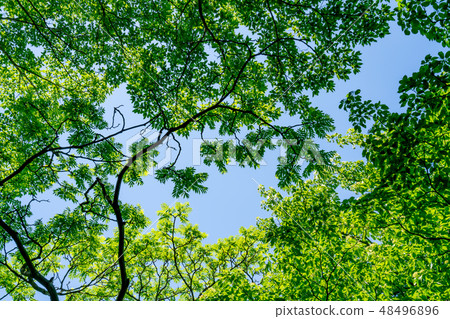 Nature image 48496896