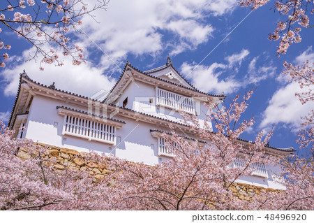 櫻花盛開的Tsu Yamashiro Bikinaru 48496920