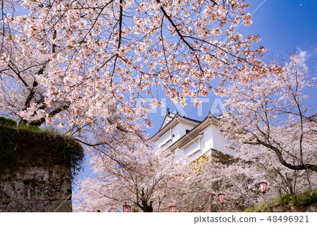 Cherry-blooming Tsu Yamashiro Bikinaru Cherry-blooming Tsu Yamashiro Bikinaru 48496921