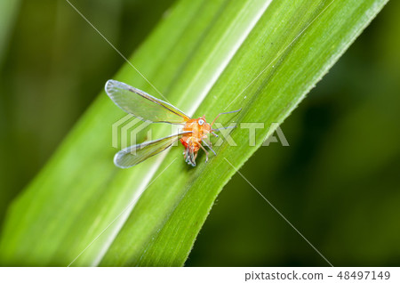 Red leek Red leek 48497149