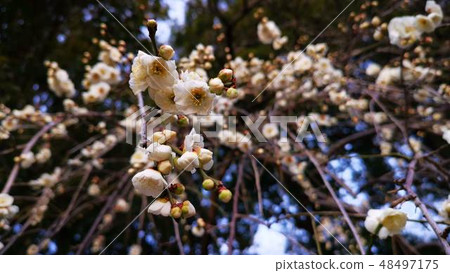 安靜的開花 48497175