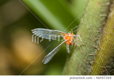 紅韭菜 紅韭菜 48497269