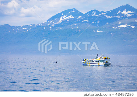 A orca off Rausu 48497286
