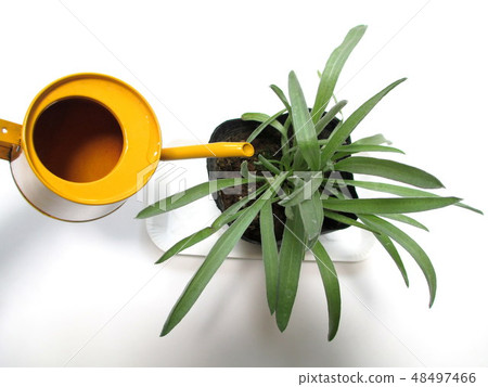 Yellow flowers in the early summer Pot seedlings of Class pedia globosa Yellow flowers in the early summer Pot seedlings of Class pedia globosa 48497466