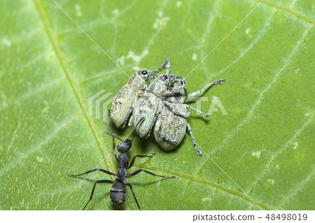 興吹造蟲 48498019