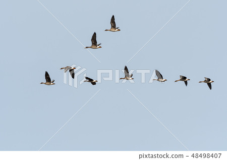 Migrating Bean Geese in V-formation 48498407