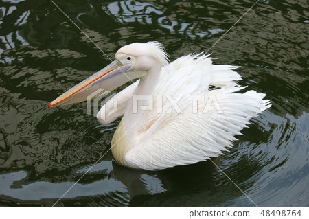 Pelican 48498764