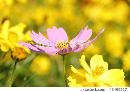 與黃色波斯菊背景的桃紅色秋天櫻桃 與黃色波斯菊背景的桃紅色秋天櫻桃 48499217