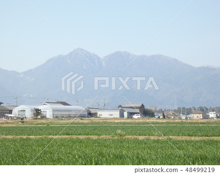 Wheat field and Haruzuma Suzuka mountains Mino prefecture Konno cho 48499219