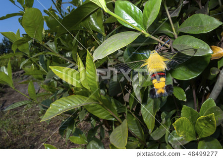 Ooskasiba Ooskasiba 48499277