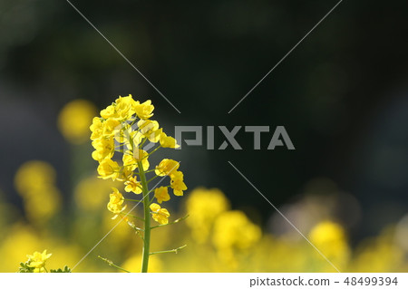強姦開花 48499394