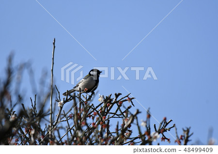 Titsubo · plum · blue sky · cute · cute · February · sunny · male 48499409