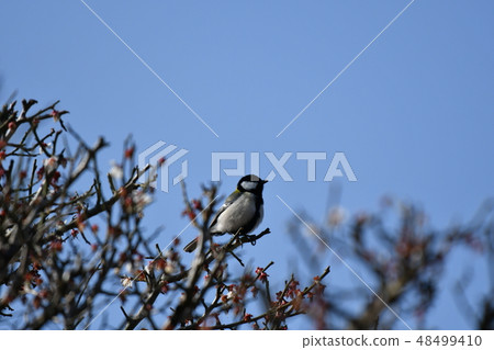 Titsubo · plum · blue sky · cute · cute · February · sunny · male Titsubo · plum · blue sky · cute · cute · February · sunny · male 48499410