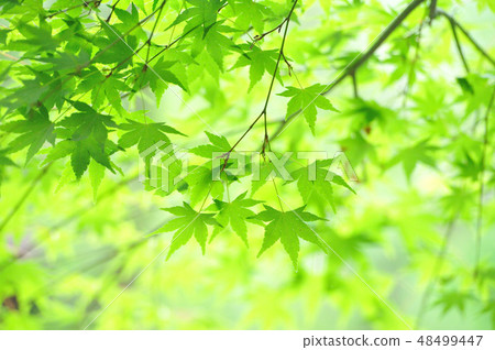 Fresh green Fresh green 48499447