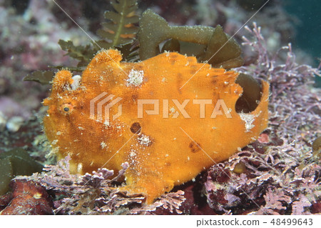 Frog anchored ordinary species (Hayama) 48499643