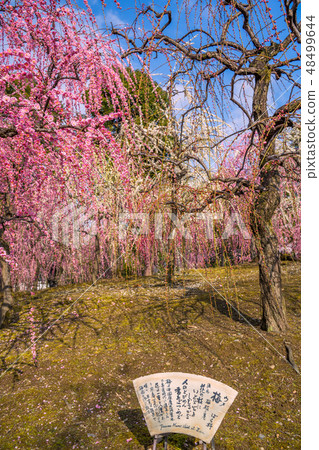 Seongnam-myon where plum is in full bloom Seongnam-myon where plum is in full bloom 48499644