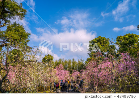 Seongnam-myon where plum is in full bloom Seongnam-myon where plum is in full bloom 48499780