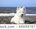Westy Seaside Dog 1 48499787