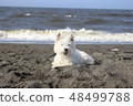 Westy Seaside Dog 2 48499788