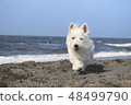 Westy Sea Walking Dog 2 48499790