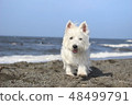 Westy Sea Walking Dog 3 48499791