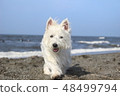 Westy海遛狗4 48499794