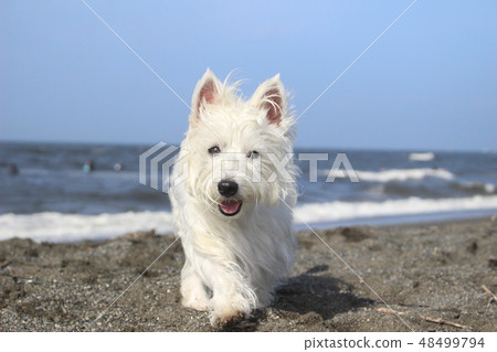 Westy sea walking dog 4 Westy sea walking dog 4 48499794