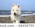 Westy Sea Walking Dog 5 48499795