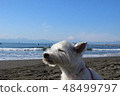 西海思維犬 48499797