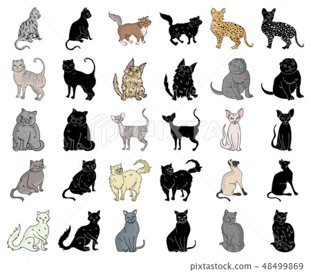 Breeds of cats cartoon,black icons in set collection for design. Pet cat vector symbol stock web Breeds of cats cartoon,black icons in set collection for design. Pet cat vector symbol stock web 48499869