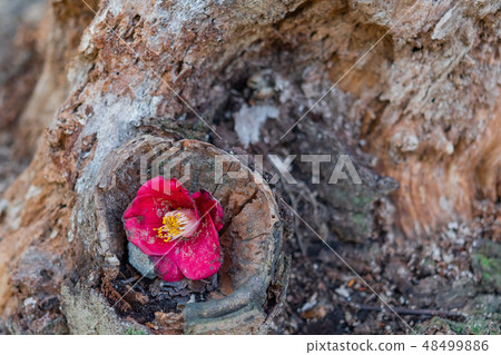 Scattered flowers 48499886