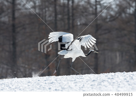 Dandoral cranes Dandoral cranes 48499915