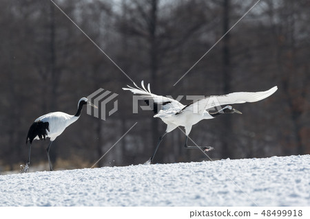 Dandoral cranes 48499918