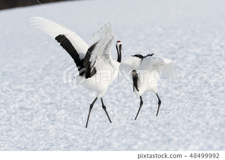 Dandoral cranes Dandoral cranes 48499992