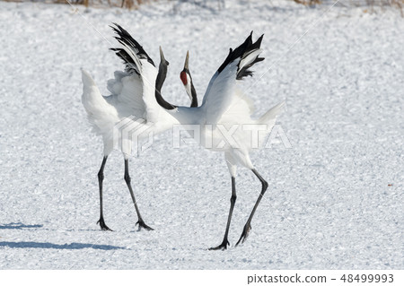 Dandoral起重機 48499993