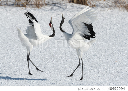 Dandoral cranes 48499994