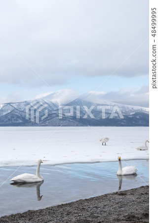 Lake Kussharo Swan 48499995